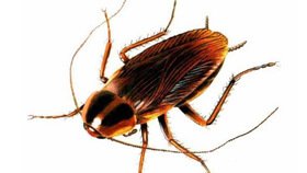 Hamam Böceği İlaçlama