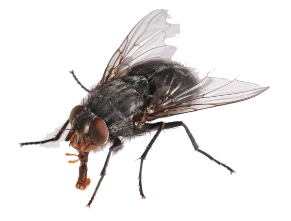 Karasinek İlaçlama